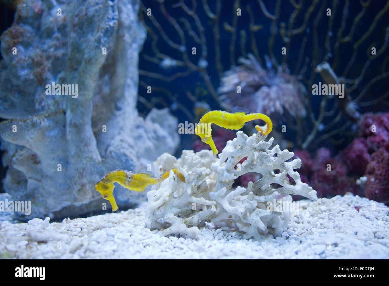 Les hippocampes jaune, un aquarium de poissons de l'océan aquarium de Barcelone à Barcelone, Catalogne, Espagne Banque D'Images