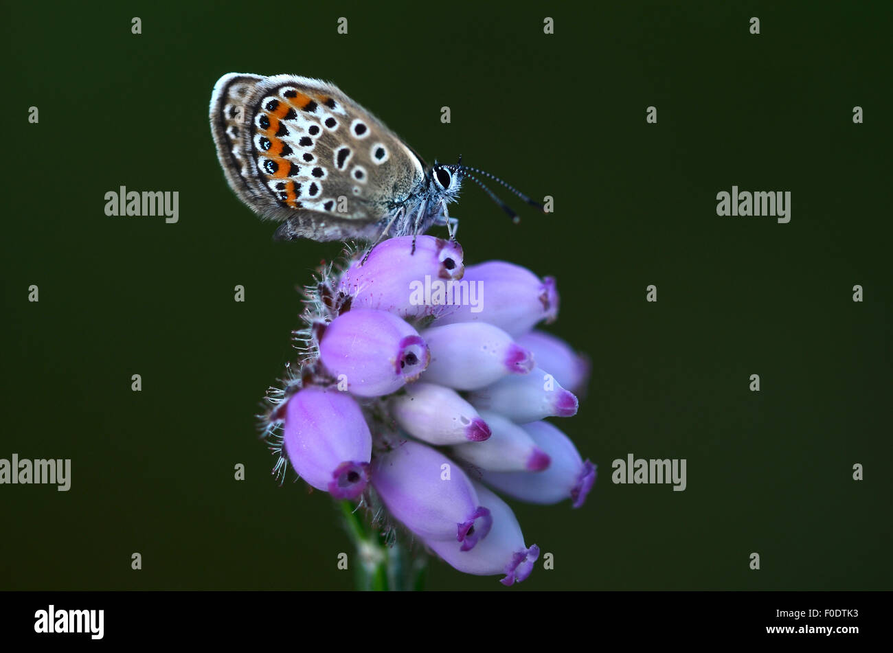 Un papillon bleu étoilé argent UK Banque D'Images