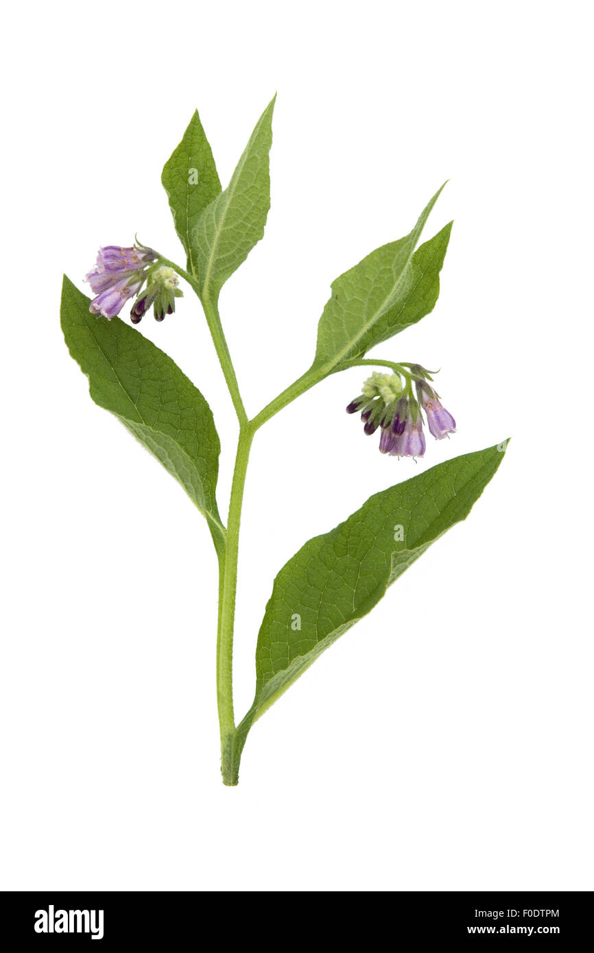 Symphytum officinale Beinwell ; ; ; Banque D'Images