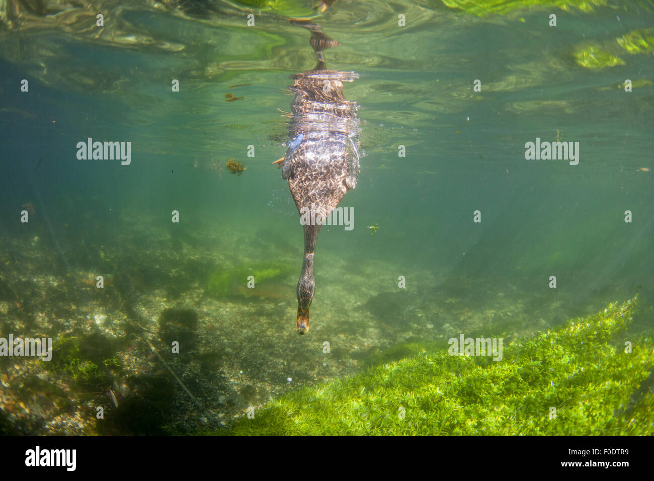 Un canard femelle sous-marine Plongée dans la rivière tester Banque D'Images