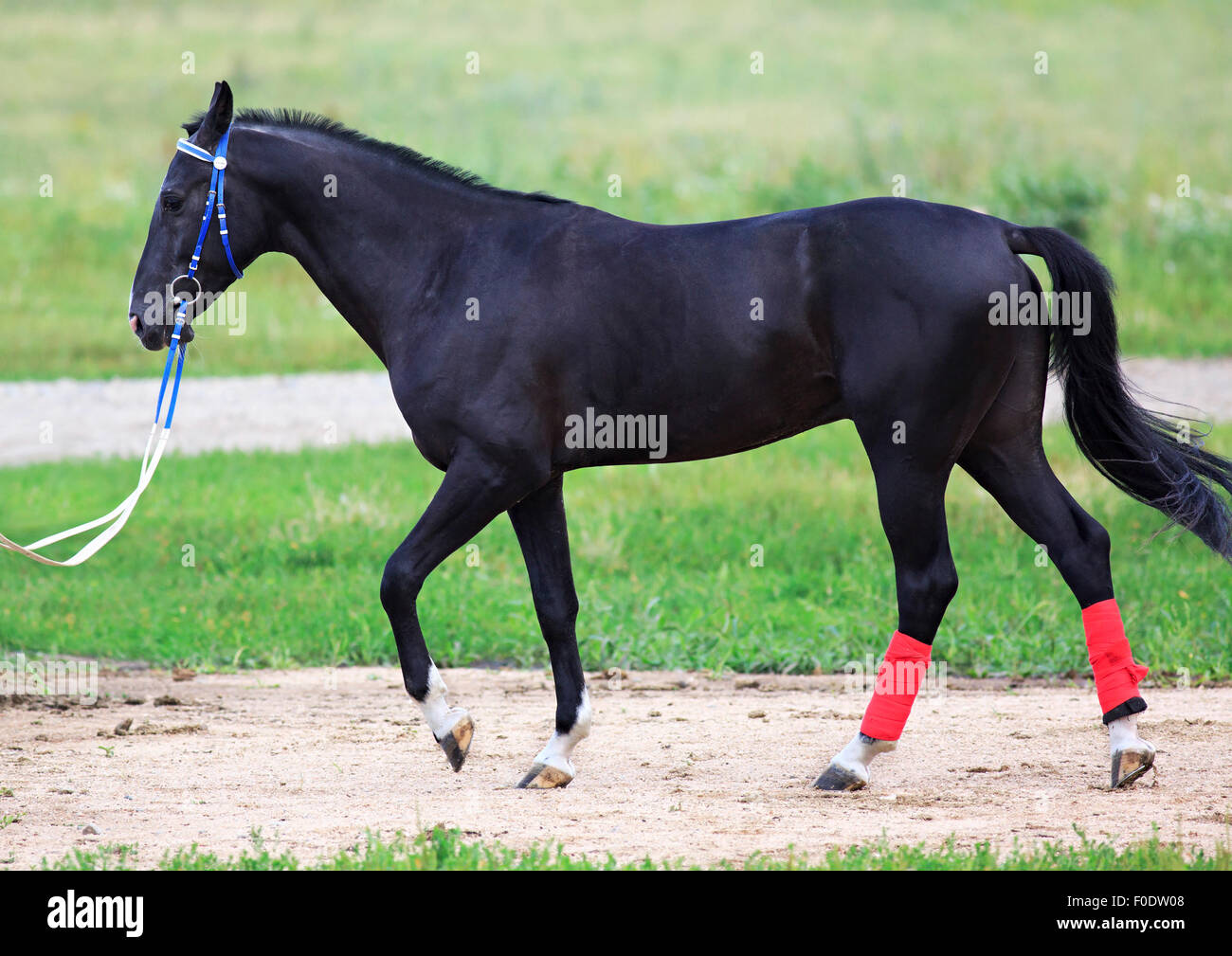 Jeune étalon Akhal Téké moutons de race de même. Banque D'Images