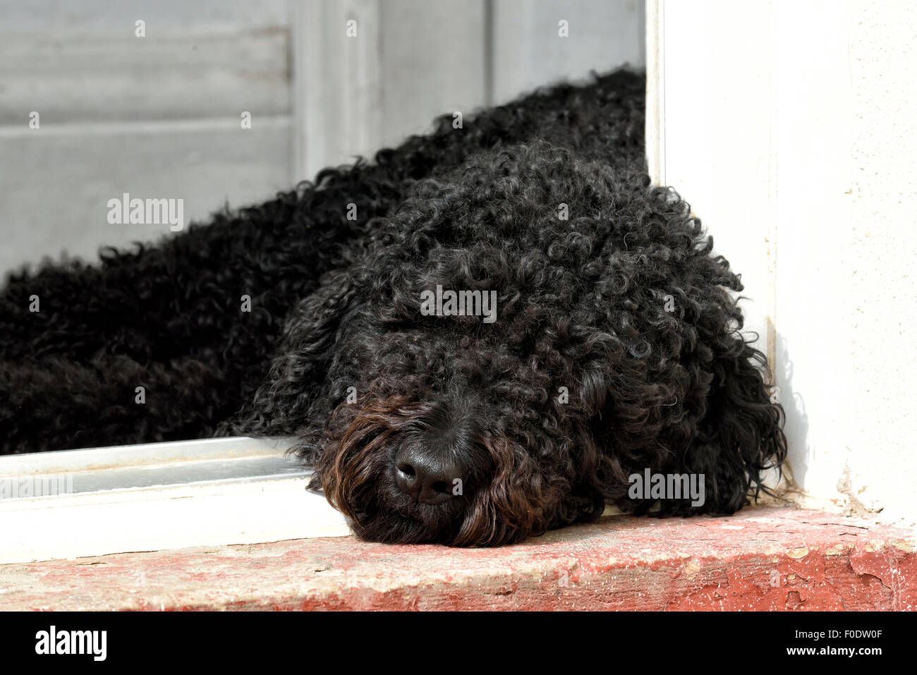 Labradoodle chien noir couché dans une porte Banque D'Images