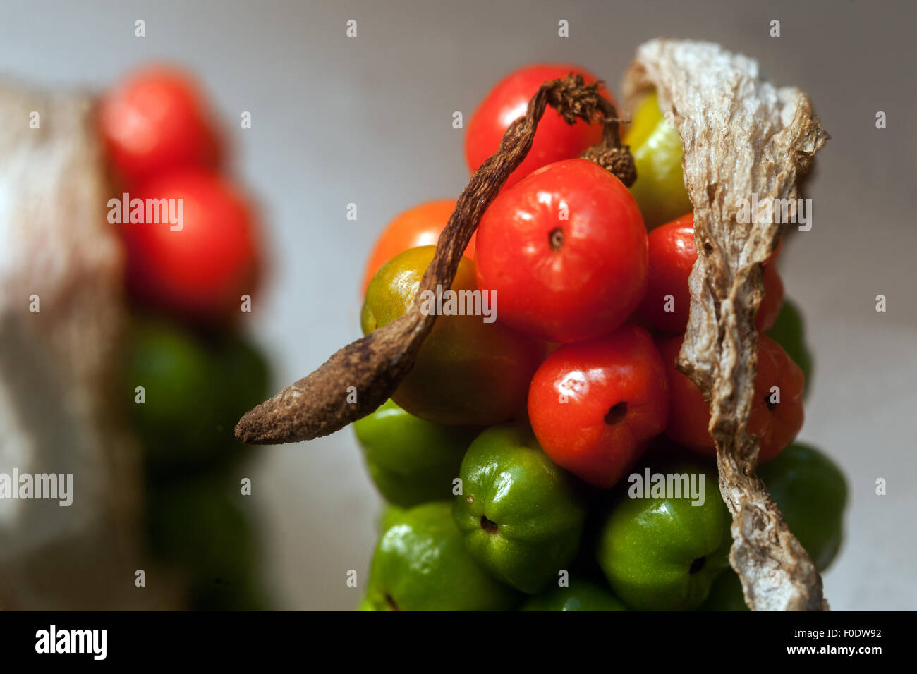 Cuckoo pint ou Lords and Ladies - Arum maculatum - fruits toxiques Banque D'Images