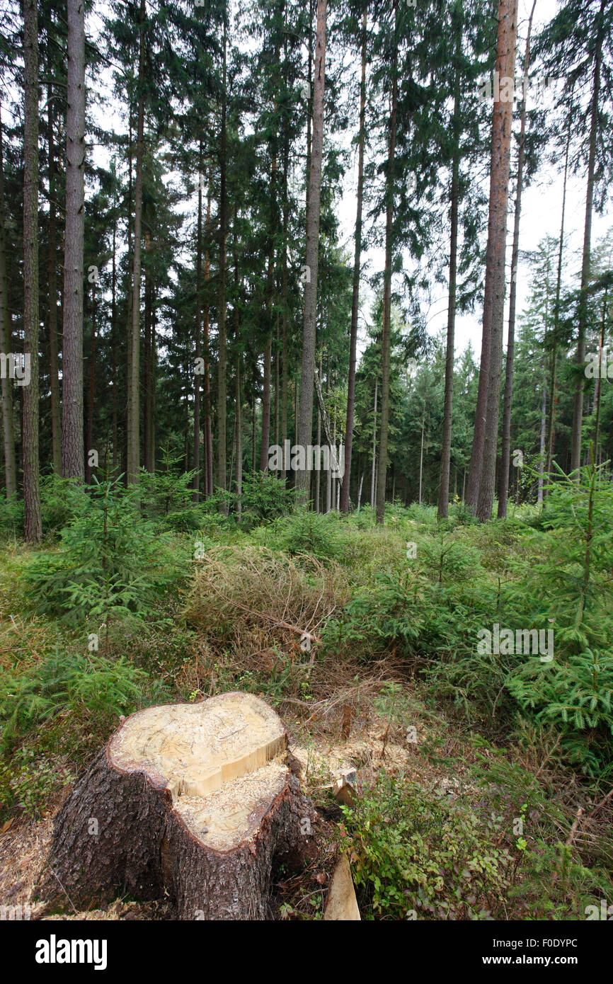 Souche d'arbre coupé dans le bois, Brtnicky, Ceske Svycarsko Hradek / Parc National de la Suisse Tchèque, République tchèque, septembre 2008 Banque D'Images