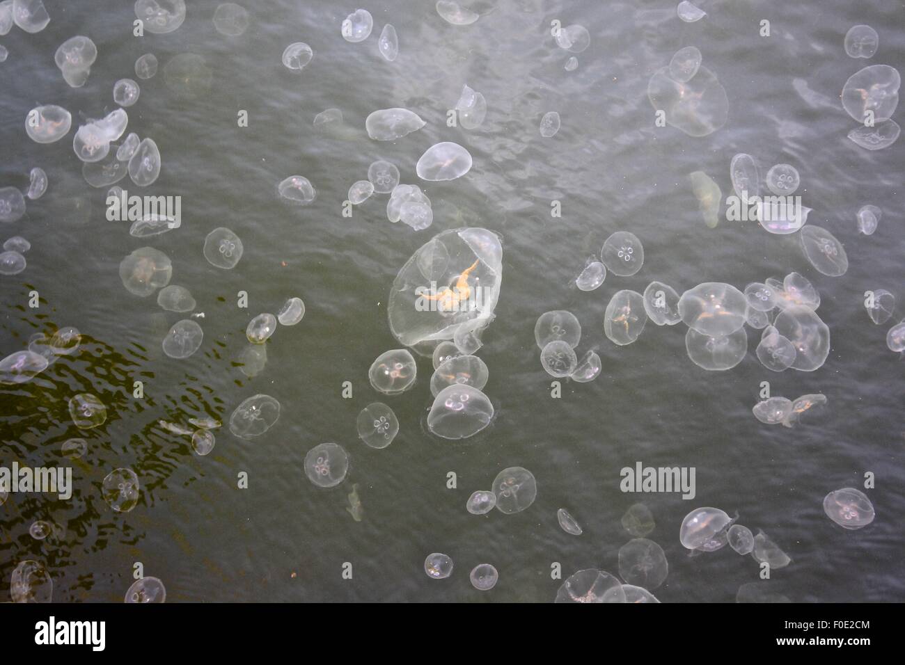 Jelly fish, Allemagne, Flensburg, mer de l'Est, de l'eau, sea life Banque D'Images