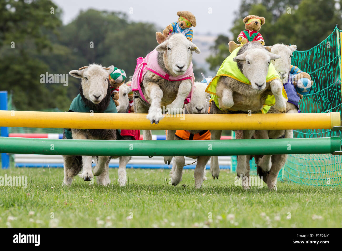 Le château de Rockingham, Northamptonshire, Angleterre. 13 août 2015. 11e journée internationale du Club Canin 4 l'Agilité Festival, Heardwick les moutons de participer à une course d'obstacles avec plus de nounours comme jockeys, le lancement en vedette d'autres types d'animaux qui sont en grande partie invisibles dans le monde de l'agilité. . Credit : Keith J Smith./Alamy Live News Banque D'Images