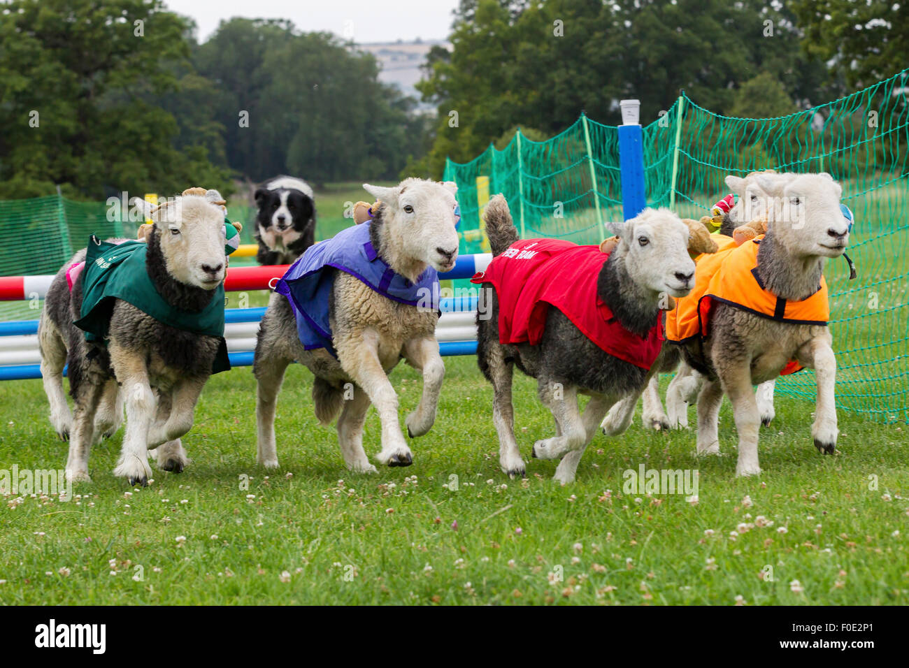 Le château de Rockingham, Northamptonshire, Angleterre. 13 août 2015. 11e journée internationale du Club Canin 4 l'Agilité Festival, Heardwick les moutons de participer à une course d'obstacles avec plus de nounours comme jockeys, un Colley garde les moutons déménagement par hors de la course. Le lancement en vedette d'autres types d'animaux qui sont en grande partie invisibles dans le monde de l'agilité. . Credit : Keith J Smith./Alamy Live News Banque D'Images