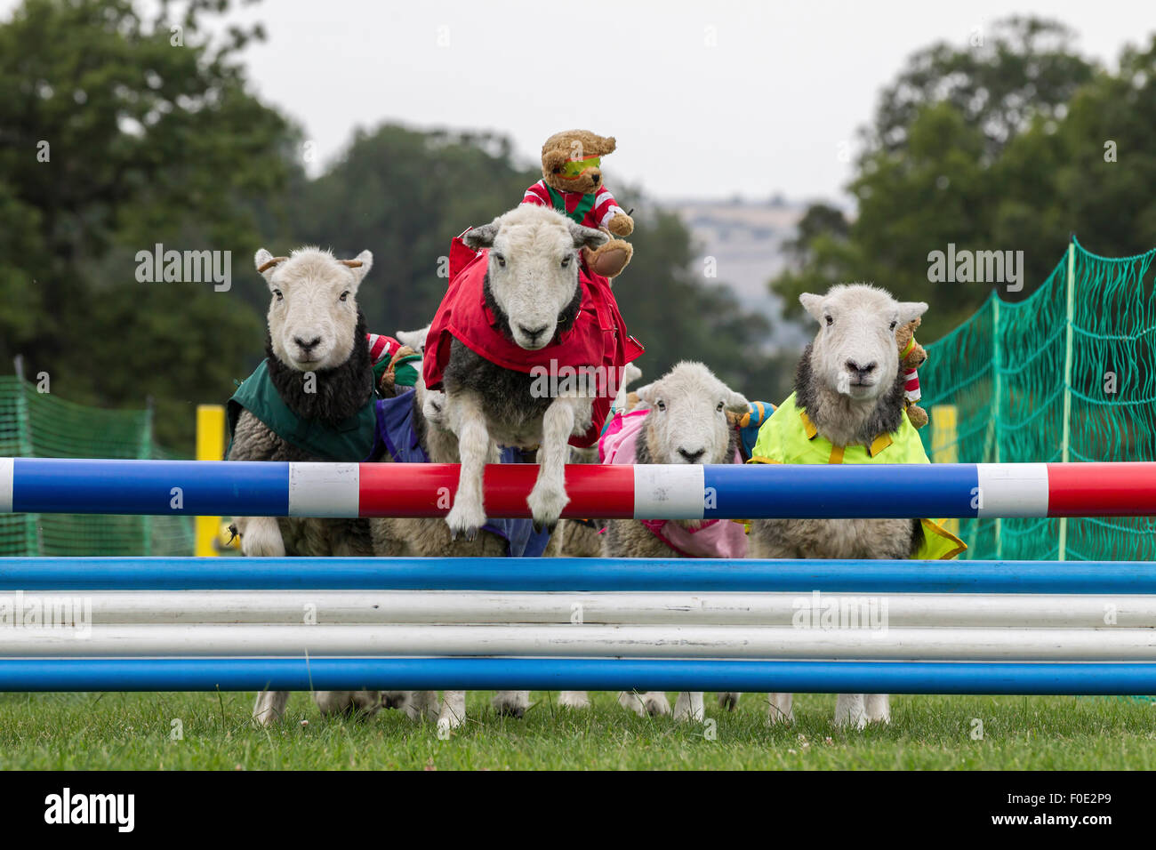 Le château de Rockingham, Northamptonshire, Angleterre. 13 août 2015. 11e journée internationale du Club Canin 4 l'Agilité Festival, Heardwick les moutons de participer à une course d'obstacles avec plus de nounours comme jockeys, le lancement en vedette d'autres types d'animaux qui sont en grande partie invisibles dans le monde de l'agilité. . Credit : Keith J Smith./Alamy Live News Banque D'Images