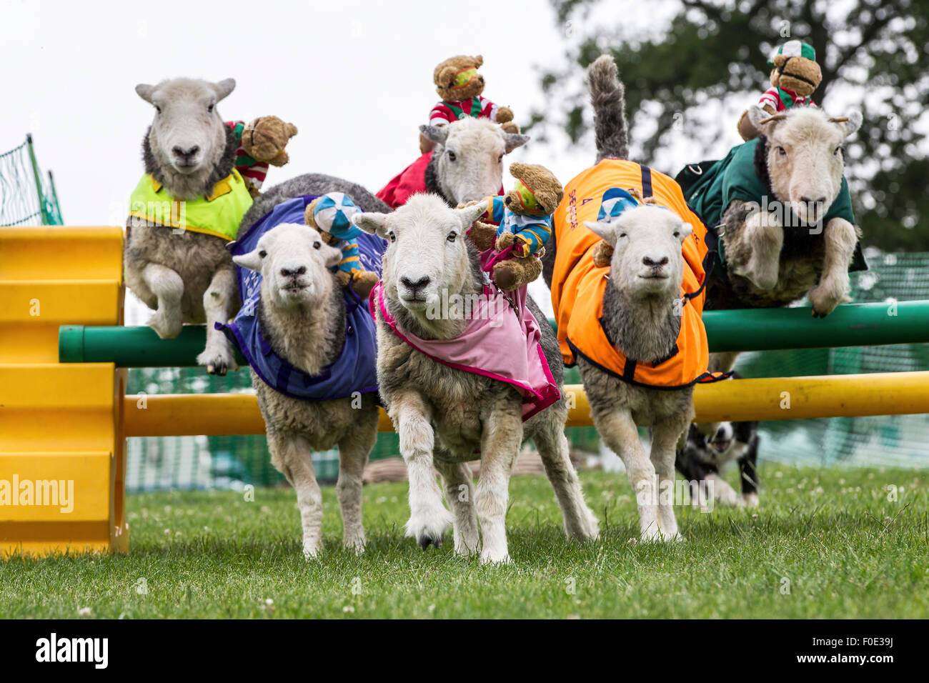 Le château de Rockingham, Northamptonshire, Angleterre. 13 août 2015. 11e journée internationale du Club Canin 4 l'Agilité Festival, Heardwick les moutons de participer à une course d'obstacles avec plus de nounours comme jockeys, le lancement en vedette d'autres types d'animaux qui sont en grande partie invisibles dans le monde de l'agilité. . Credit : Keith J Smith./Alamy Live News Banque D'Images