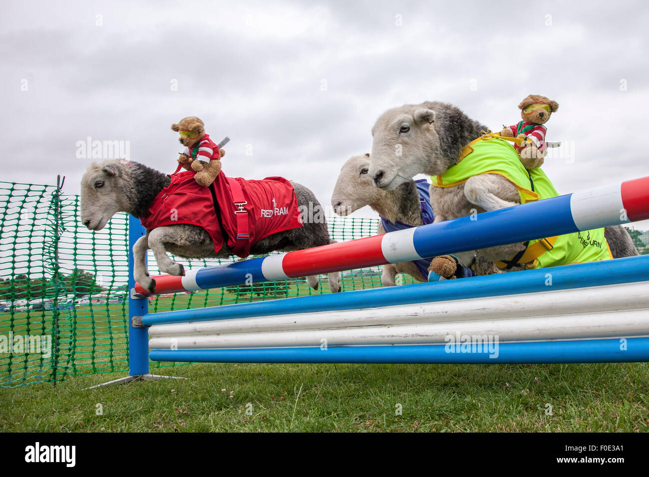 Le château de Rockingham, Northamptonshire, Angleterre. 13 août 2015. 11e journée internationale du Club Canin 4 l'Agilité Festival, Heardwick les moutons de participer à une course d'obstacles avec plus de nounours comme jockeys, le lancement en vedette d'autres types d'animaux qui sont en grande partie invisibles dans le monde de l'agilité. . Credit : Keith J Smith./Alamy Live News Banque D'Images