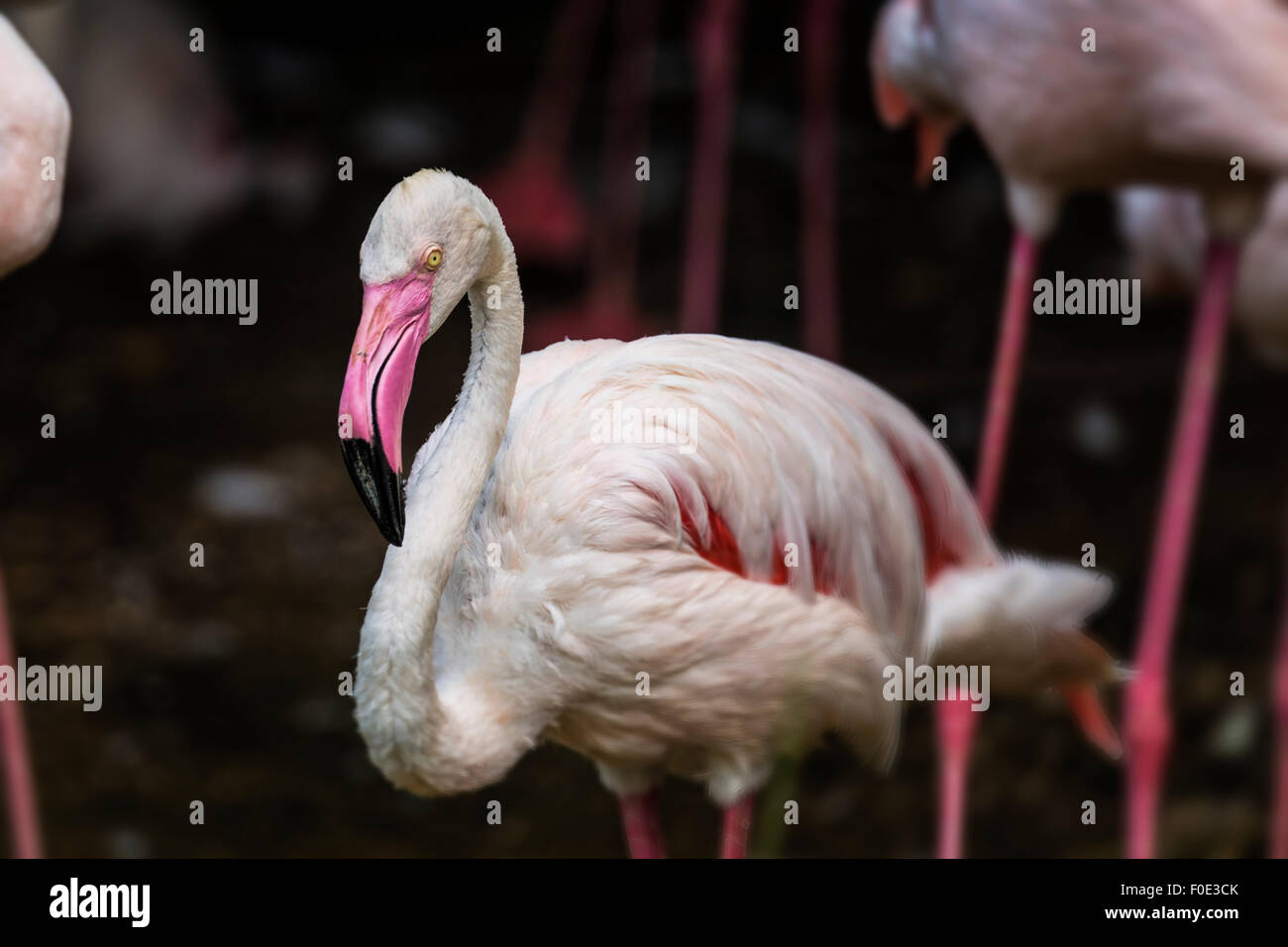 Flamingo au zoo à Taiwan Banque D'Images
