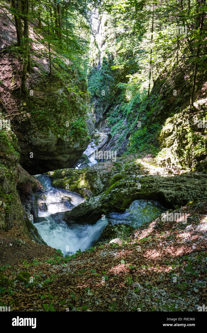 Galbena rivière dans un canyon de montagnes Apuseni, Roumanie Banque D'Images