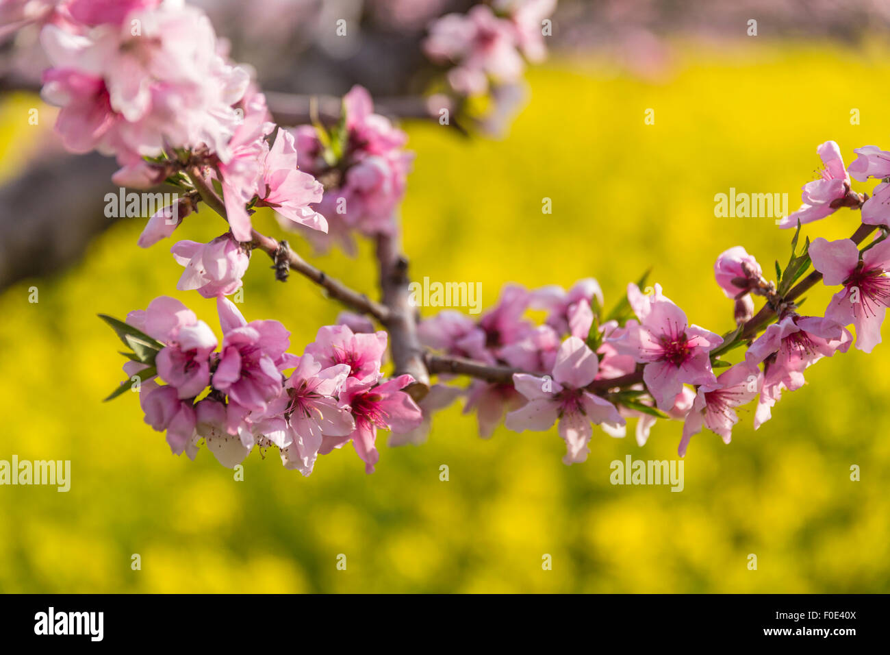 Peach Tree à Yamanashi, Japon Banque D'Images