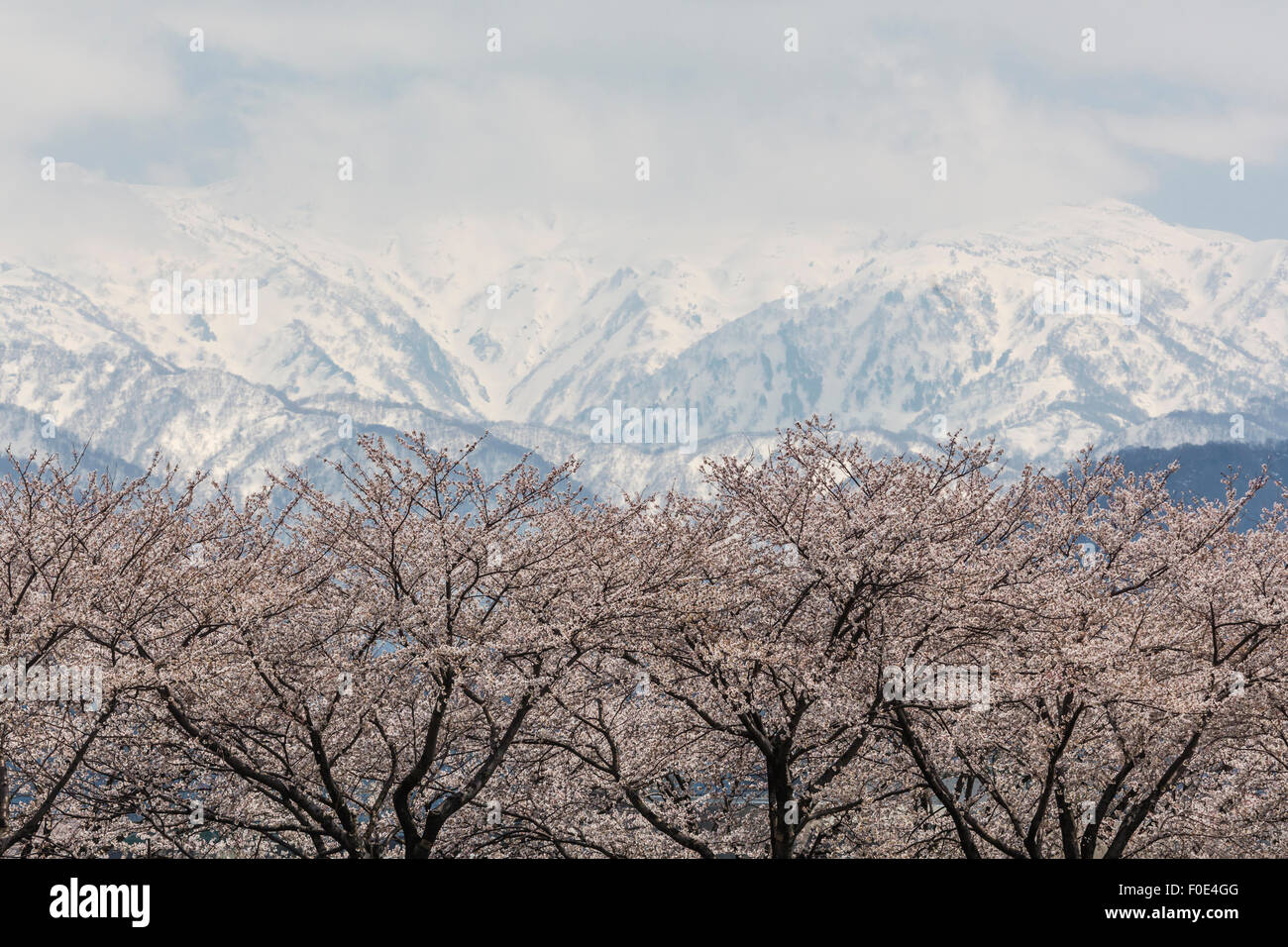 Cerisiers et montagnes couvertes de neige au Japon Banque D'Images