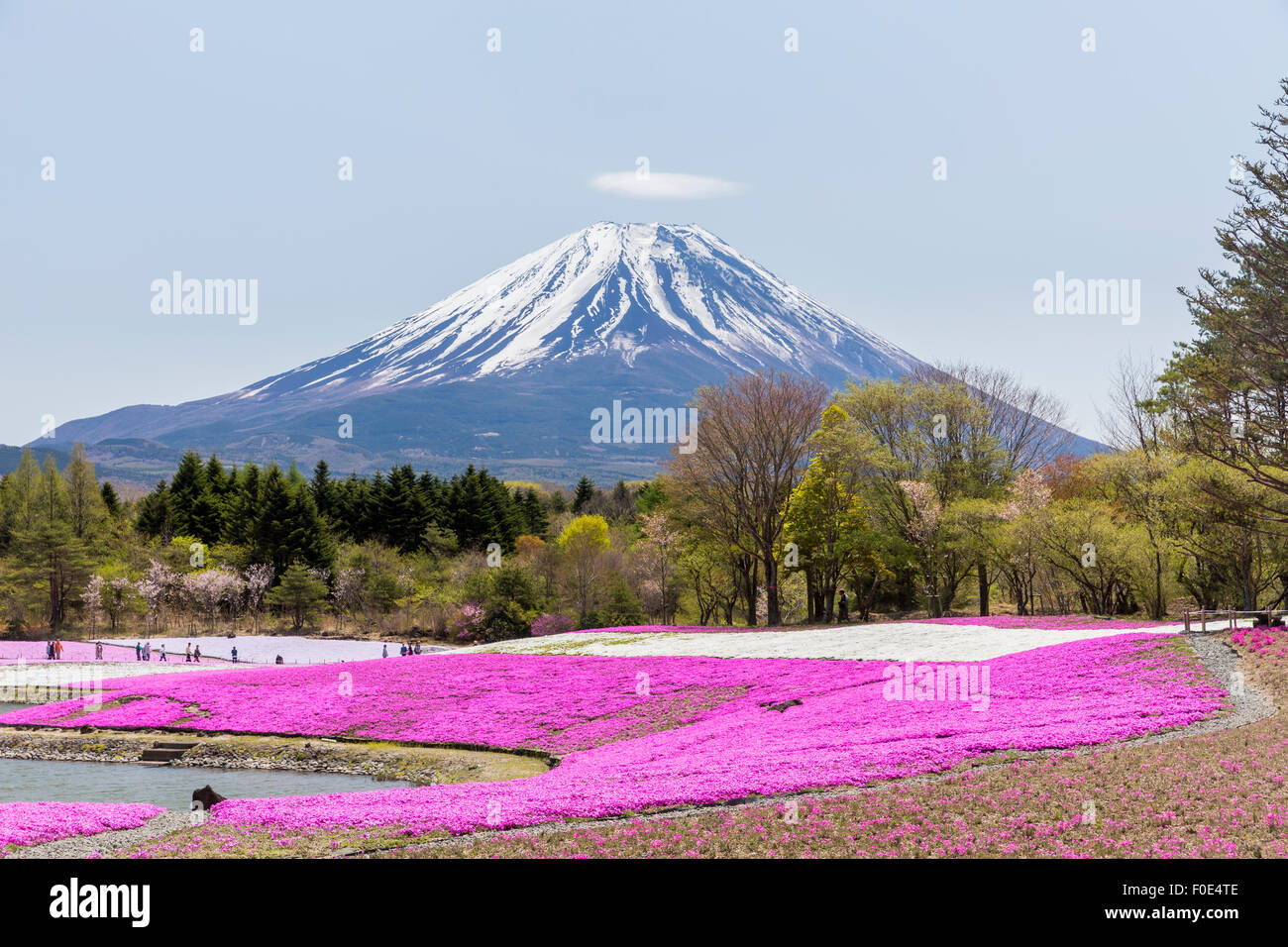 Mt. Fuji et moss phlox au Japon Banque D'Images