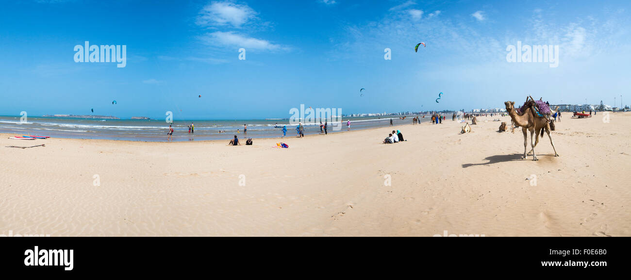 Panorama de chameaux sur la plage d'Essaouira, avec des gens et kite surfeurs, représenté à l'arrière-plan. Maroc 2014. Banque D'Images