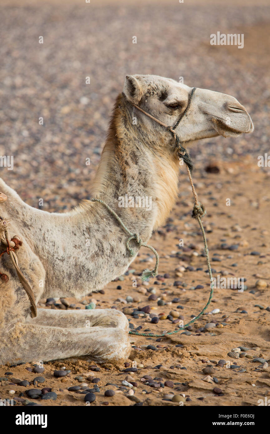 Les chameaux se reposant sous le soleil près d'Essaouira sur la plage de Sidi Kaouki, Maroc Banque D'Images