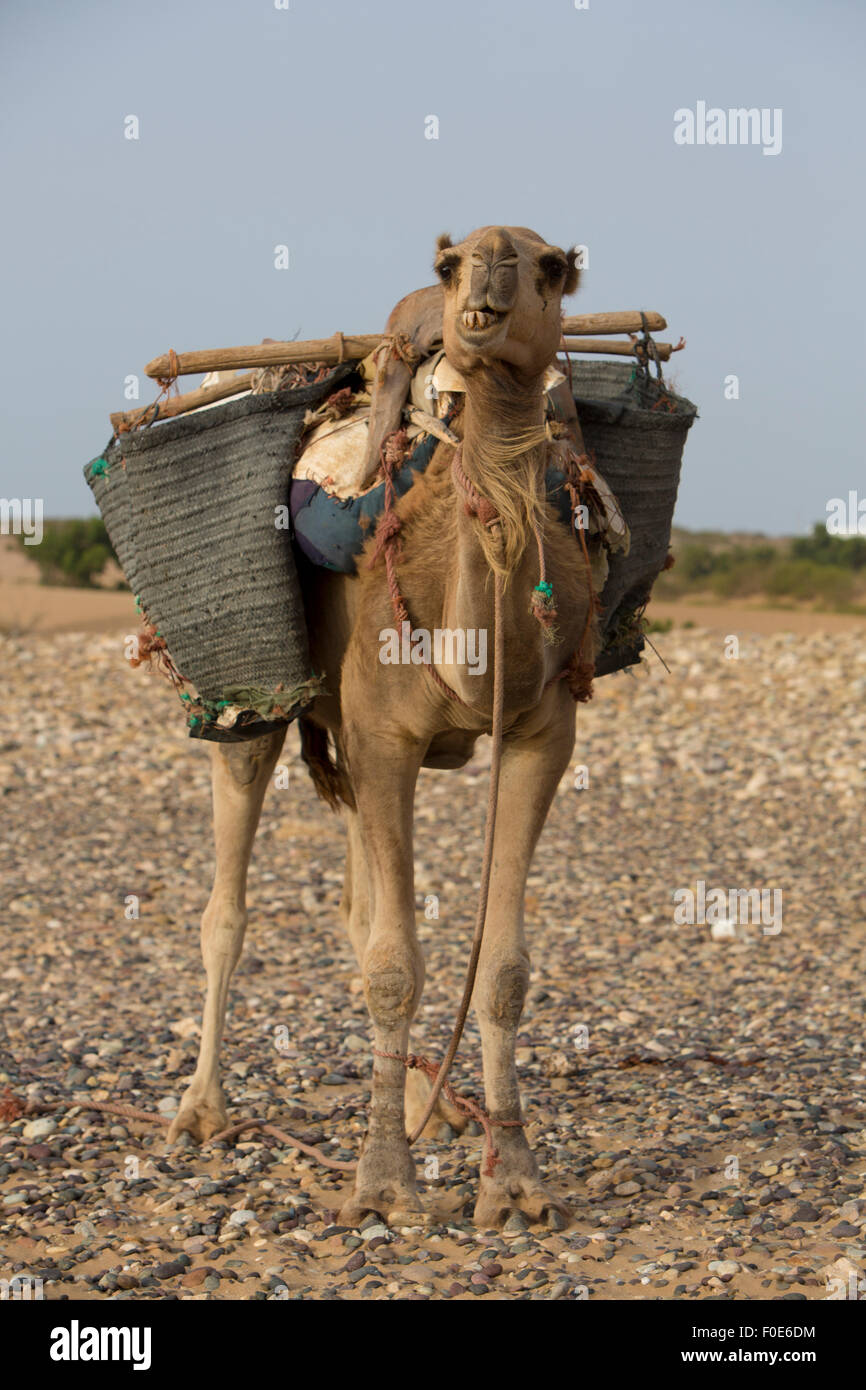 Les chameaux se reposant sous le soleil près d'Essaouira sur la plage de Sidi Kaouki, Maroc Banque D'Images