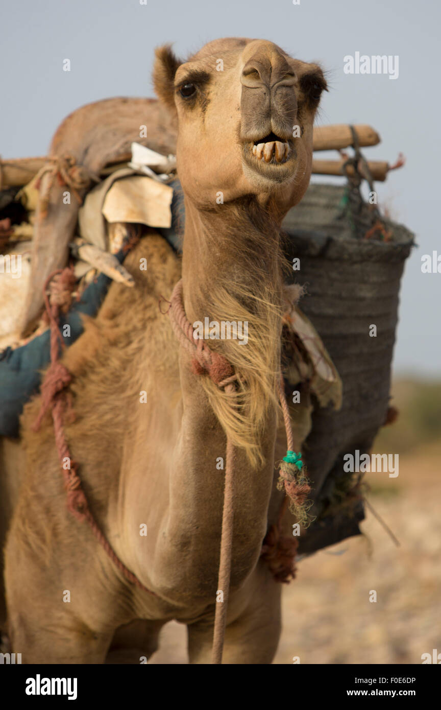 Les chameaux se reposant sous le soleil près d'Essaouira sur la plage de Sidi Kaouki, Maroc Banque D'Images