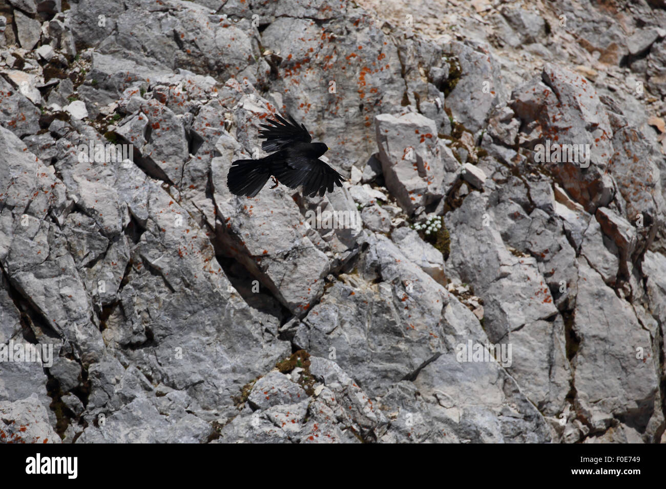 (Pyrrhocorax graculus Alpine Chough) Banque D'Images