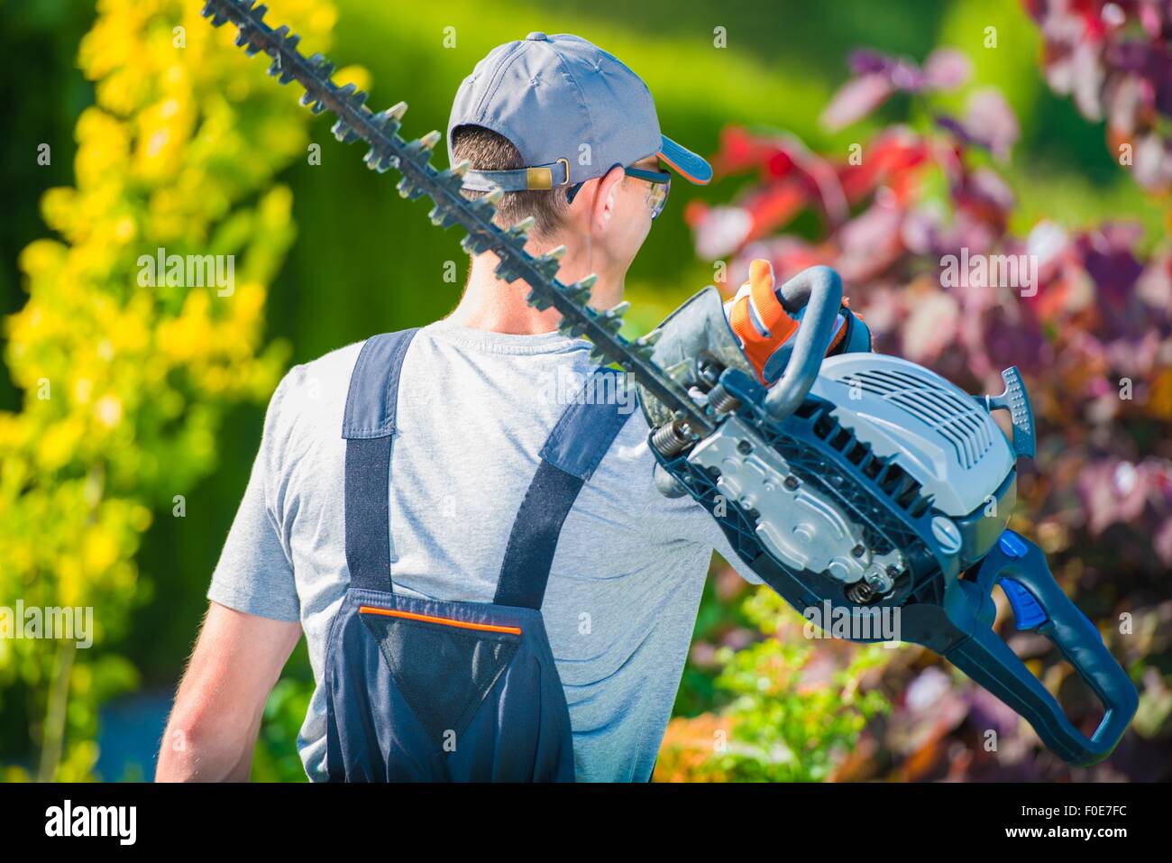 Jardinier professionnel avec de grandes taille-haie à essence de se rendre au travail. Jardin d'été. Banque D'Images
