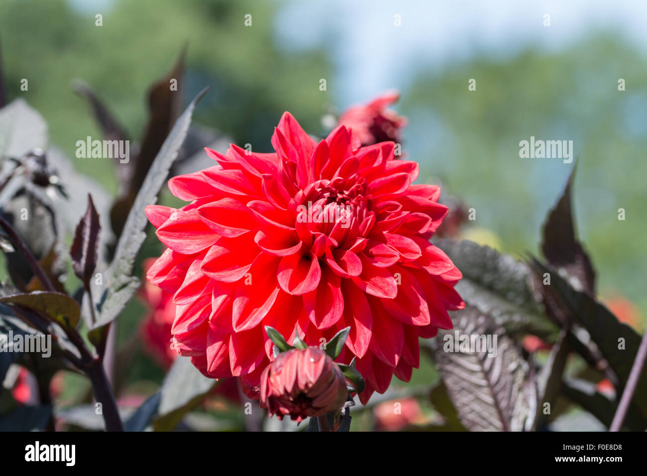 Dahlia Twyning's Black Cherry Banque D'Images