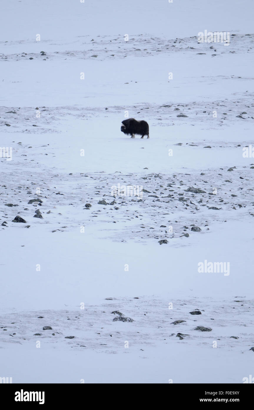 Le boeuf musqué (Ovibos moschatus) dans le paysage couvert de neige, le Parc National de Dovrefjell, Norvège, Février 2009 Banque D'Images