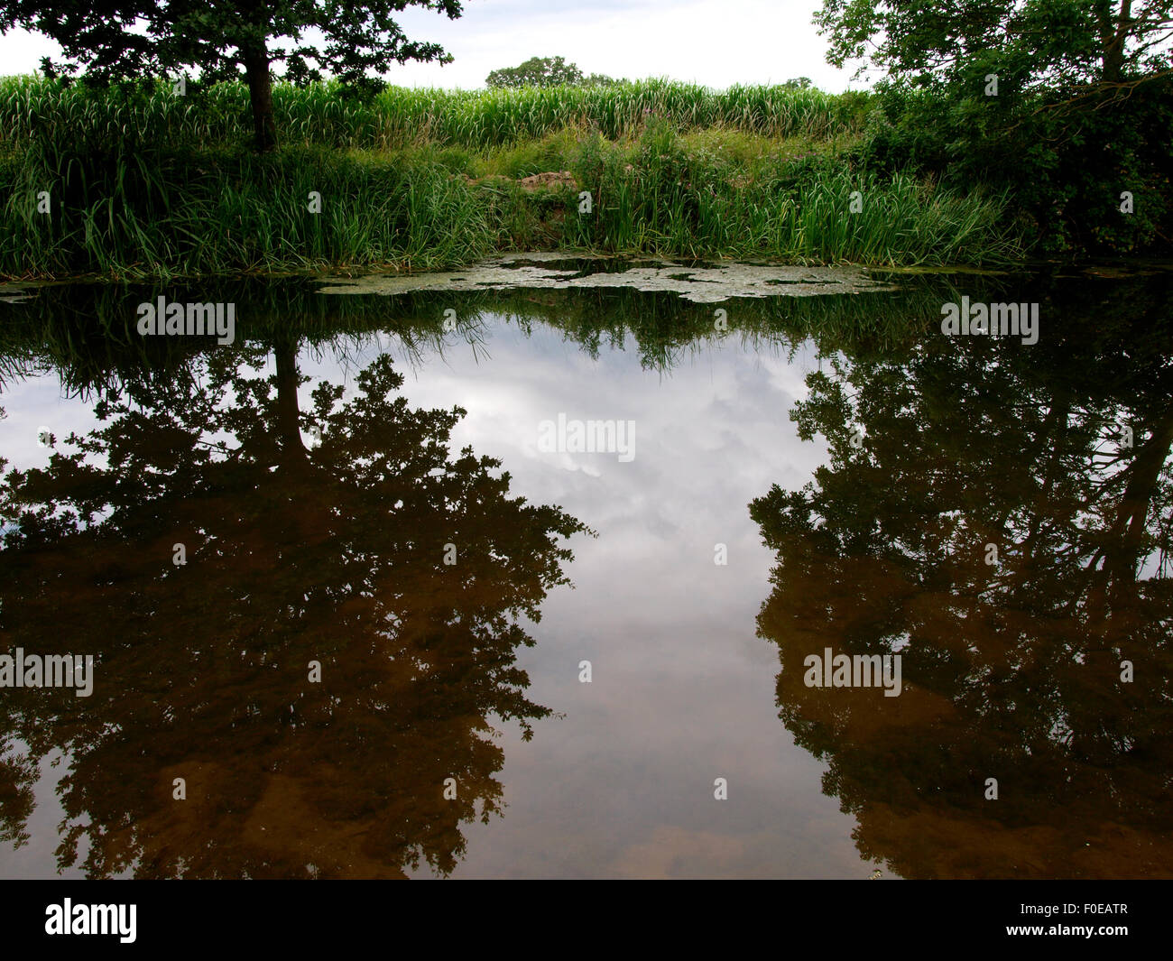 Arbres se reflétant dans l'eau sur le Canal Bridgwater et Taunton, Somerset, UK Banque D'Images