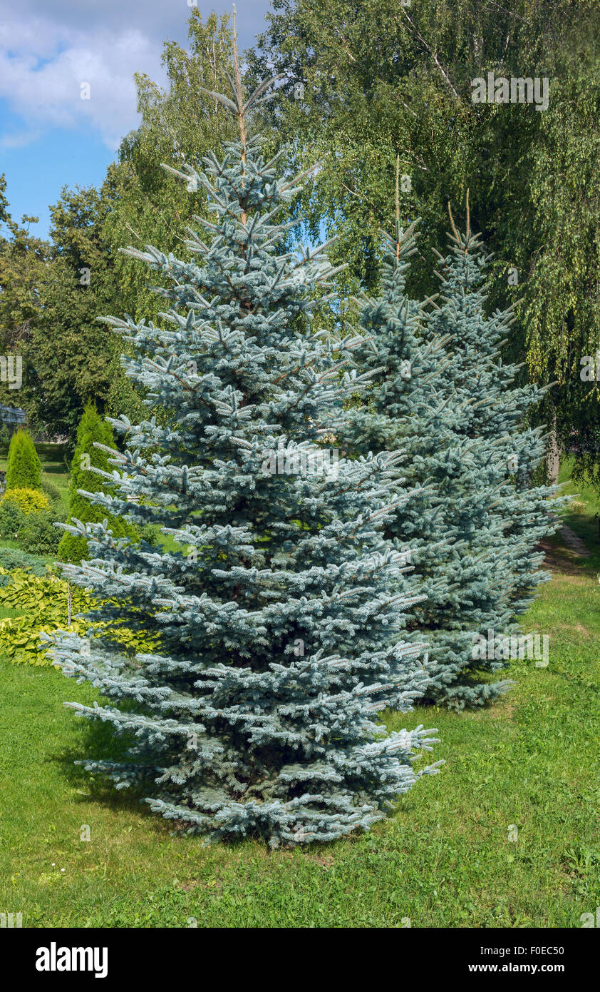 L'épinette bleue du Colorado, avec le nom scientifique Picea pungens Banque D'Images