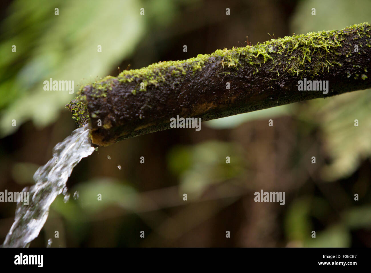 Bulles d'eau de source hors de la terre dans la forêt d'automne de Banos, Equateur. Banque D'Images