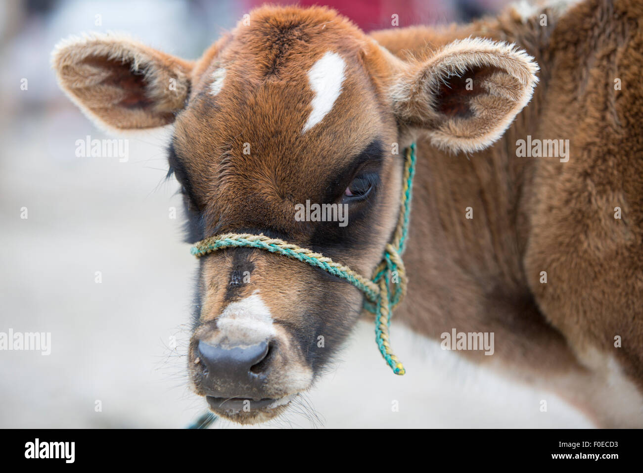 Spotted brown baby cow au animal marché andin d'Otavalo et regardant la caméra. Equateur 2015 Banque D'Images