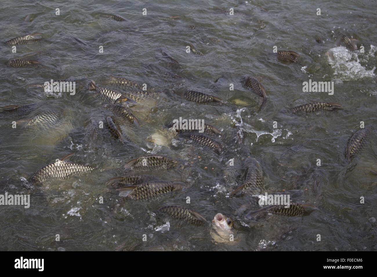 La griffe de Java, de l'argent de l'agitation du poisson alimentation manger barb dans ferme, scène libre Banque D'Images