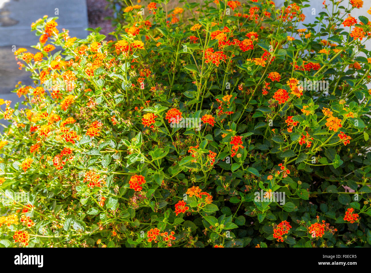 Un Viburnum Lantana orange vif bush Lantana Banque D'Images