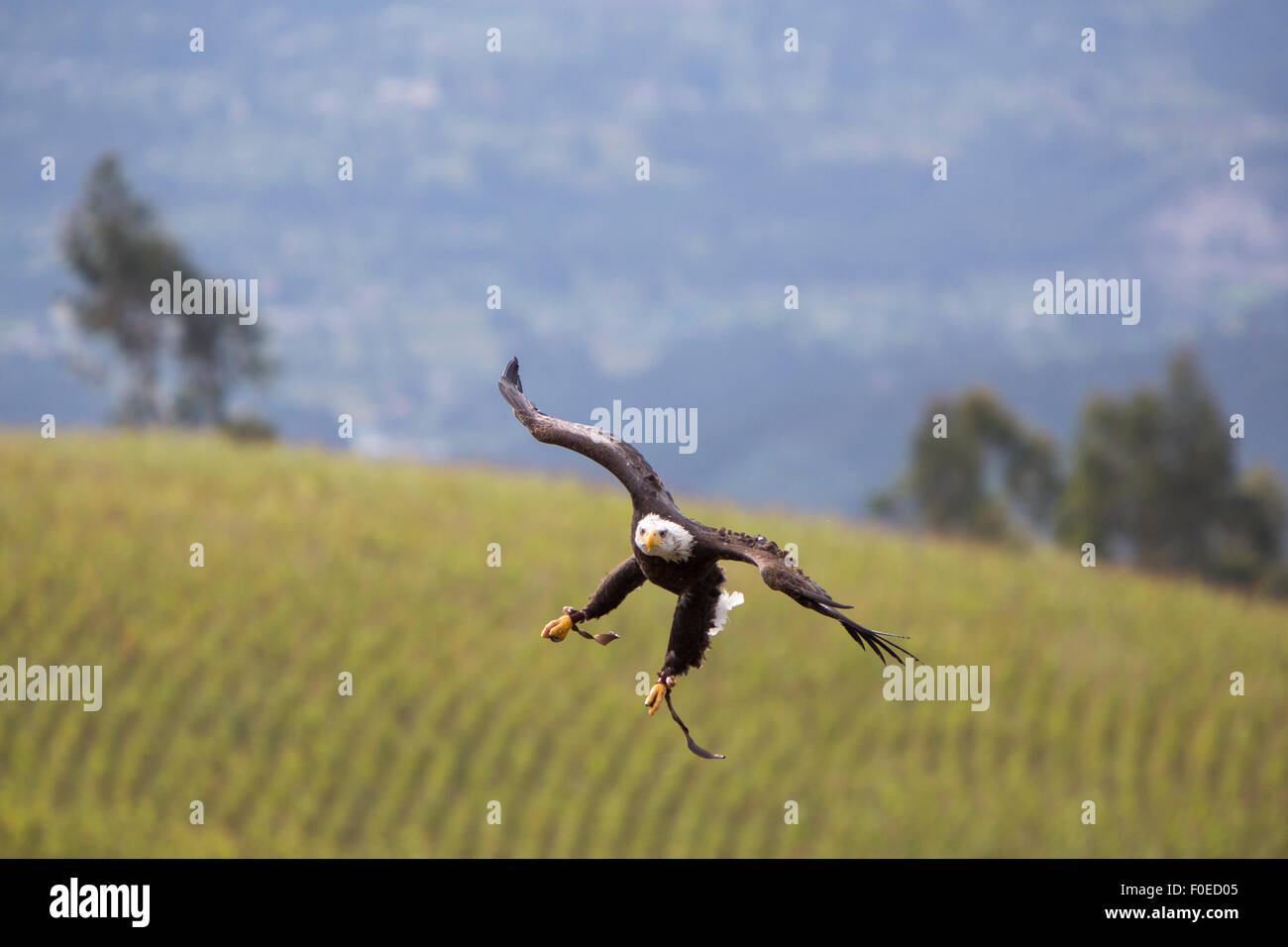 Flying American Bald Eagle landing sur le gant de son entraîneur à un sanctuaire d'oiseaux en plein air près d'Otavalo, Équateur 2015. Banque D'Images