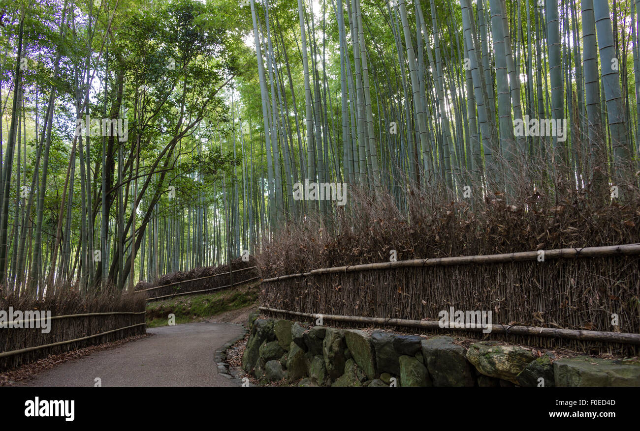  Chemin  dans la for t de bambous   Arashiyama pr s de 