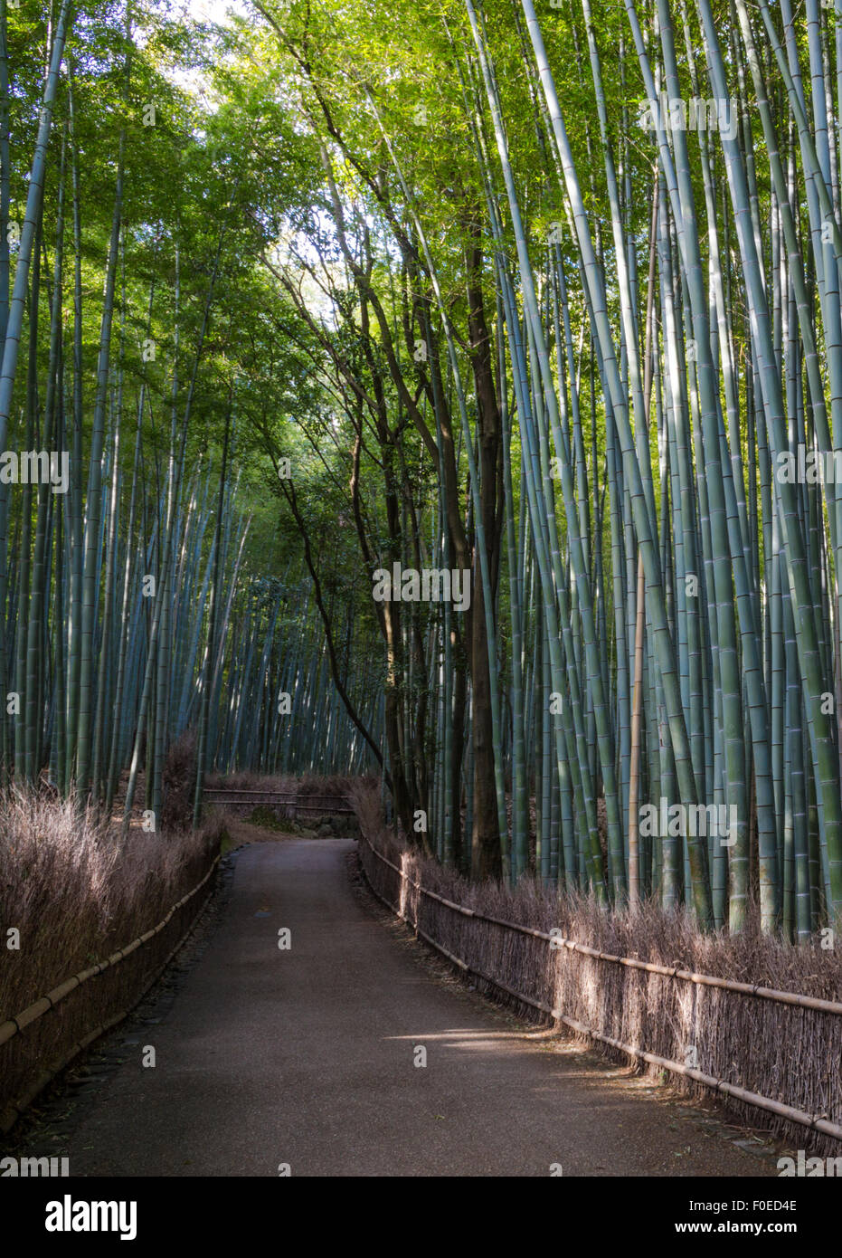 Chemin dans la forêt de bambous à Arashiyama, près de Kyoto, Japon Banque D'Images