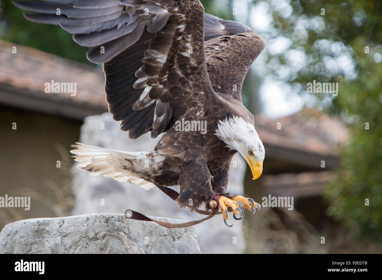 Flying American Bald Eagle landing sur le gant de son entraîneur à un sanctuaire d'oiseaux en plein air près d'Otavalo, Équateur 2015. Banque D'Images