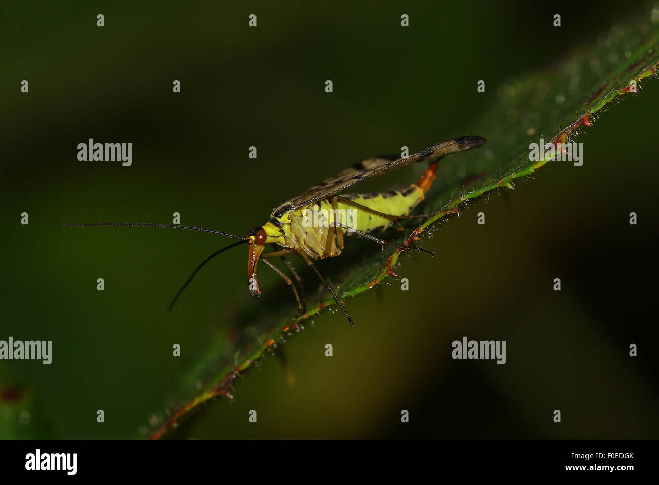 Mouche Scorpion sur une feuille Banque D'Images