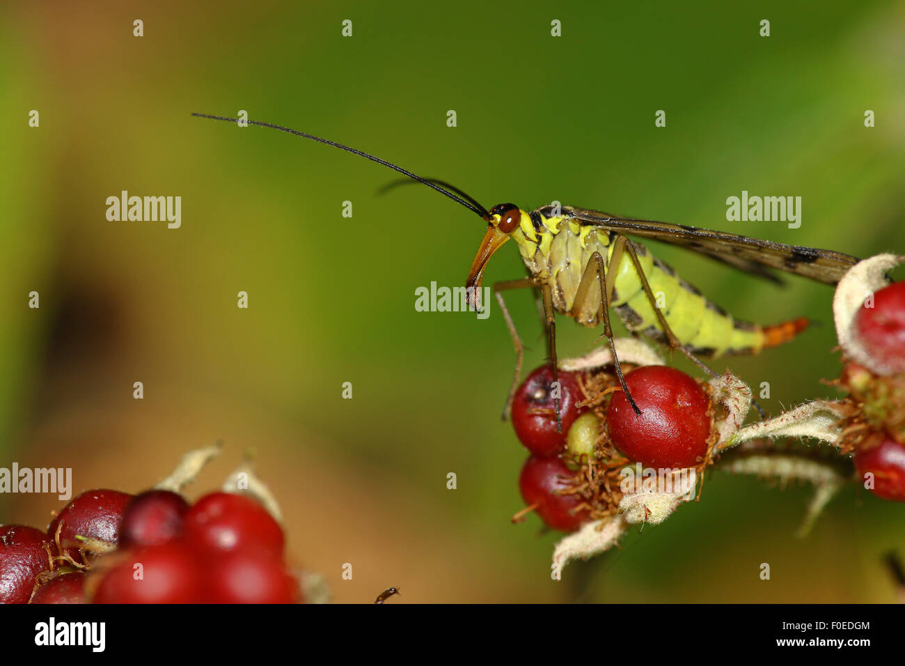 BlackBerry Banque D'Images