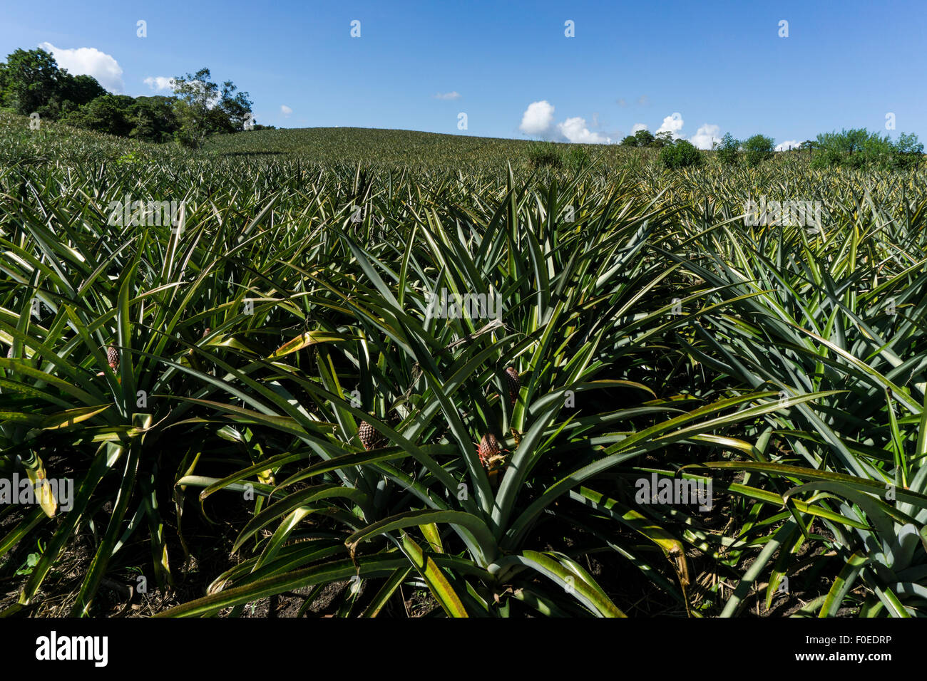 La culture d'ananas dans le bassin de l'Amazone au Pérou, huanuco.. Banque D'Images