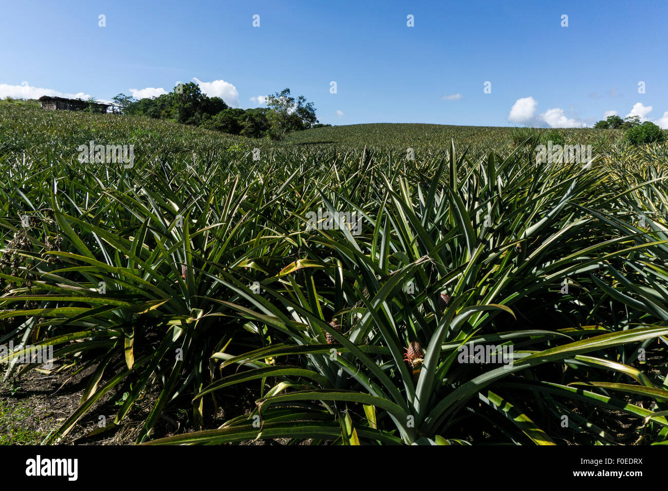 La culture d'ananas dans le bassin de l'Amazone au Pérou, huanuco.. Banque D'Images