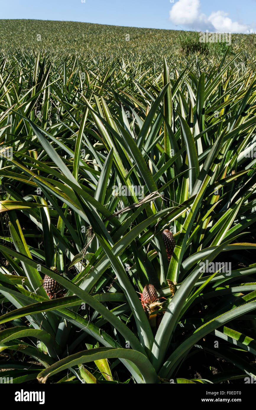 La culture d'ananas dans le bassin de l'Amazone au Pérou, huanuco.. Banque D'Images