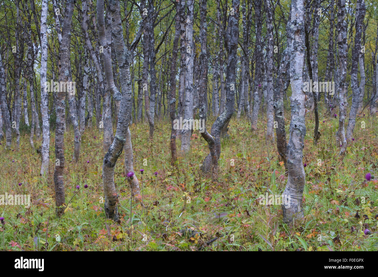 Forêt boréale bouleau verruqueux (Betula verrucosa) forêt, Sarek National Park, site classé au Patrimoine Mondial de Laponia, Laponie, Suède, septembre 2008 Banque D'Images