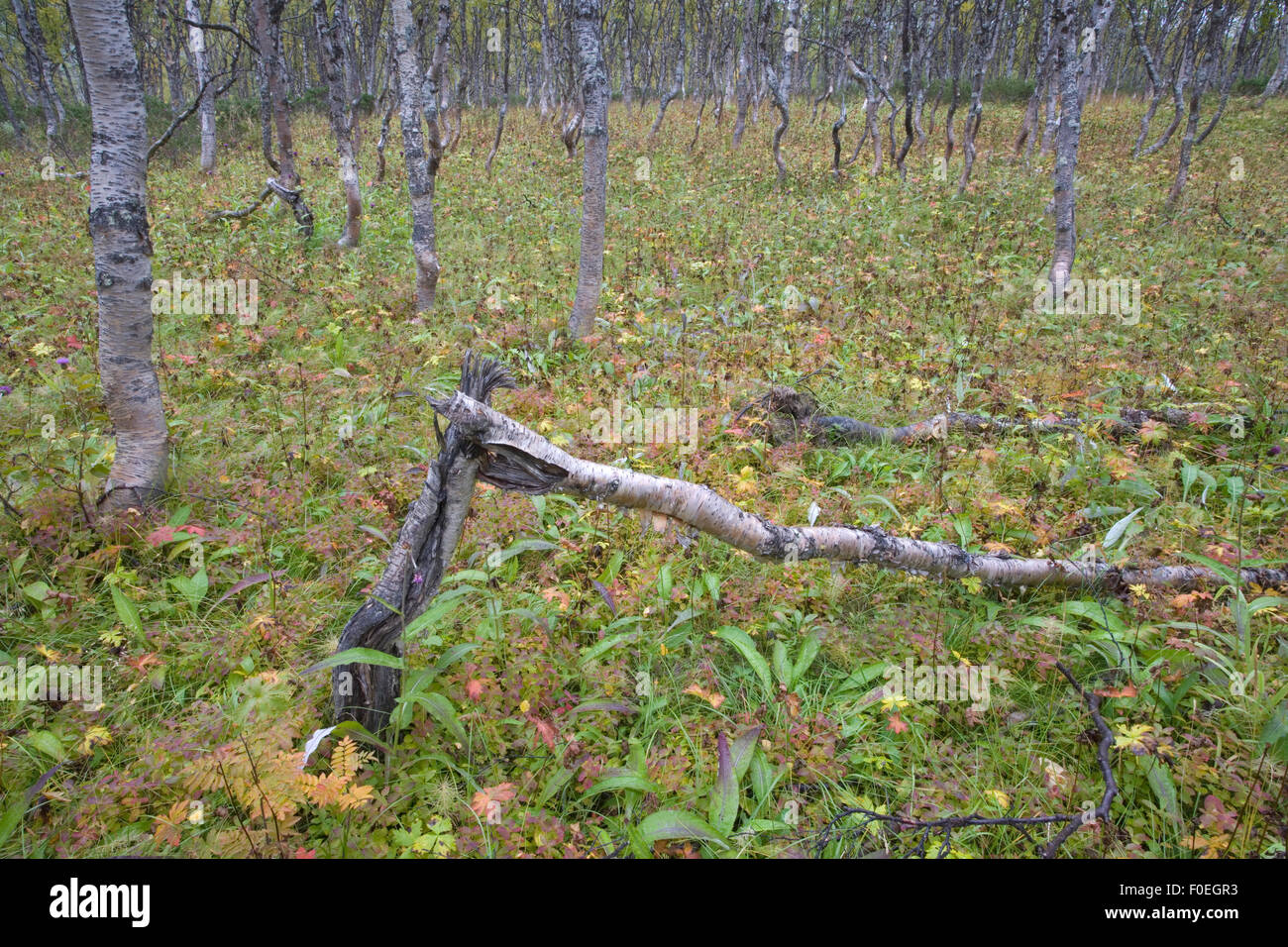 Forêt boréale bouleau verruqueux (Betula verrucosa) forêt avec quelques arbres tombés, à l'aube, Sarek National Park, site classé au Patrimoine Mondial de Laponia, Laponie, Suède, septembre 2008 Banque D'Images