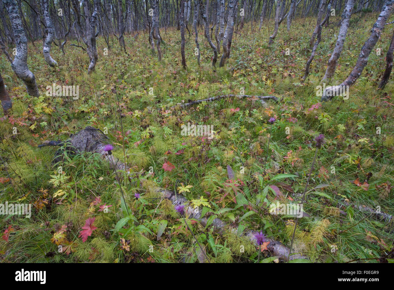 Forêt boréale bouleau verruqueux (Betula verrucosa) forêt avec quelques arbres tombés, Sarek National Park, site classé au Patrimoine Mondial de Laponia, Laponie, Suède, septembre 2008 Banque D'Images