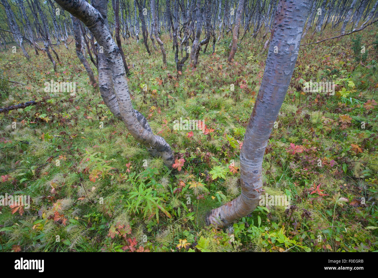 Forêt boréale bouleau verruqueux (Betula verrucosa) forêt, Sarek National Park, site classé au Patrimoine Mondial de Laponia, Laponie, Suède, septembre 2008 Banque D'Images