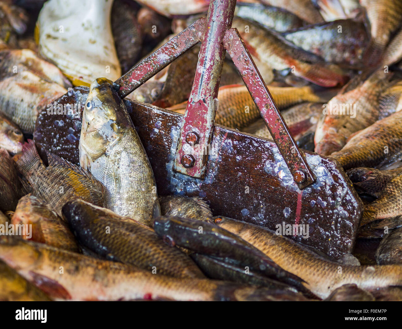 Bangkok, Bangkok, Thaïlande. Août 14, 2015. Trier les travailleurs de l'eau douce Poissons d'élevage dans la région de Saphan Pla marché aux poissons. Le poisson est récolté dans les fermes juste au-delà de Bangkok et transférés dans la ville dans des camions. C'est trié, classé, vendu et expédié en quelques heures. Saphan Pla Fish Market est le marché de gros poisson qui sert de Bangkok. La plupart des poissons vendus dans Saphan Pla est soulevé d'élevage de poissons d'eau douce. Le marché est ouvert 24 heures, mais c'est plus au milieu de la nuit, puis de nouveau à partir de 7.30 jusqu'à 11 le matin. © Jack Kurtz/ZUMA/Alamy Fil Live News Banque D'Images