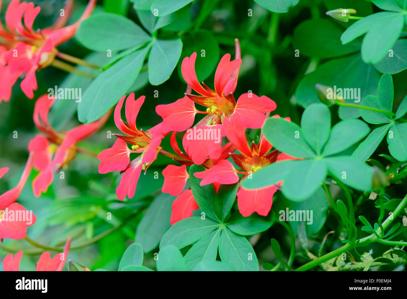 Tropaeolum speciosum, également connu sous le nom de fleur de flamme flamme écossais, capucine et réducteur de la flamme Banque D'Images