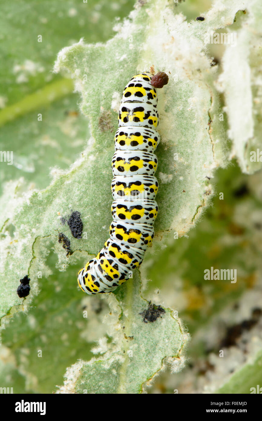 Une espèce de molène (Cucullia verbasci) se nourrissent de feuilles jardin Banque D'Images