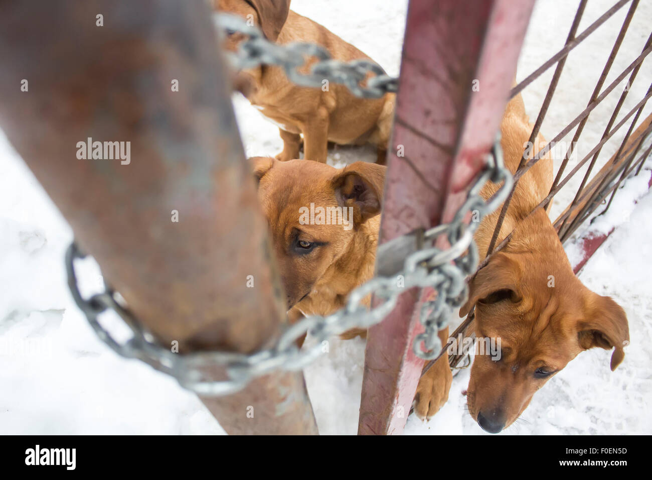 Trois jeunes chiens étaient enfermés dans une cage à l'extérieur sur la neige. Banque D'Images